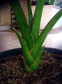 Blue Sansevieria , Sword Sansevieria , Oldupai , East African Wild Sisal
